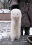 солдатик