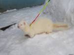 Айс